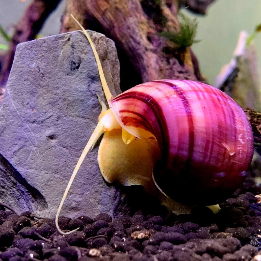 Magenta Mystery Snail pack of 4 snails Exotic Freshwater