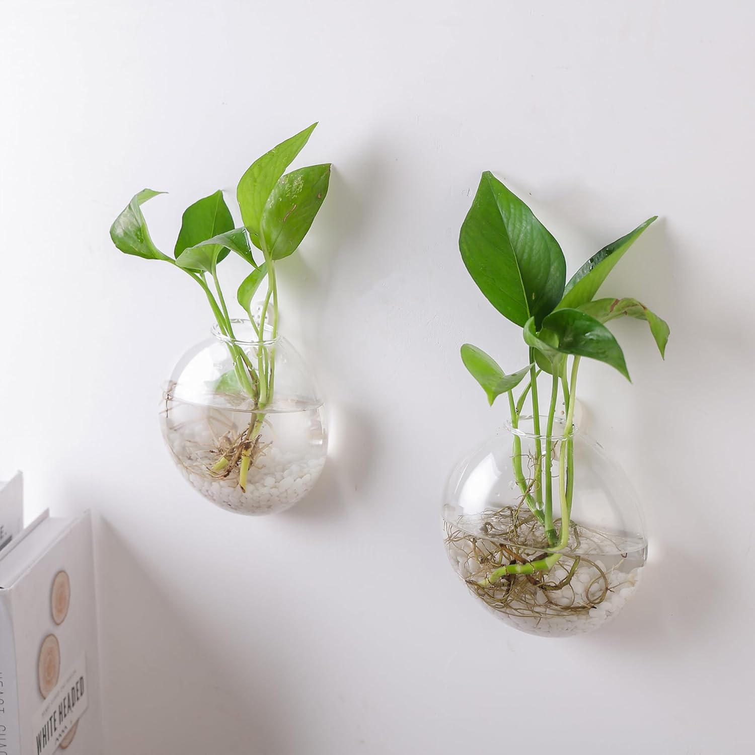 Wall Propagation Planters 6 Pack Glass Wall Planters for Indoor Plants, Wall Plant Holder Plant Propagation Wall Hanging, Glass Flower Vase Indoor Hydroponic Decor