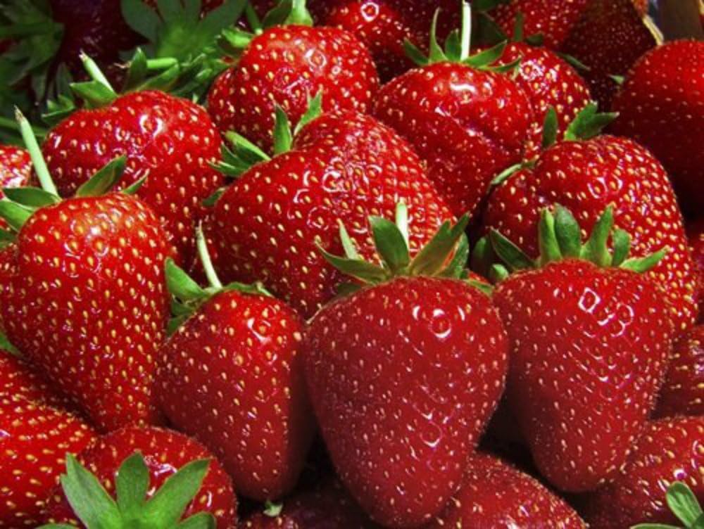 10 Evie Everbearing Strawberry Plants - Bare Root Plants from Hand Picked Nursery