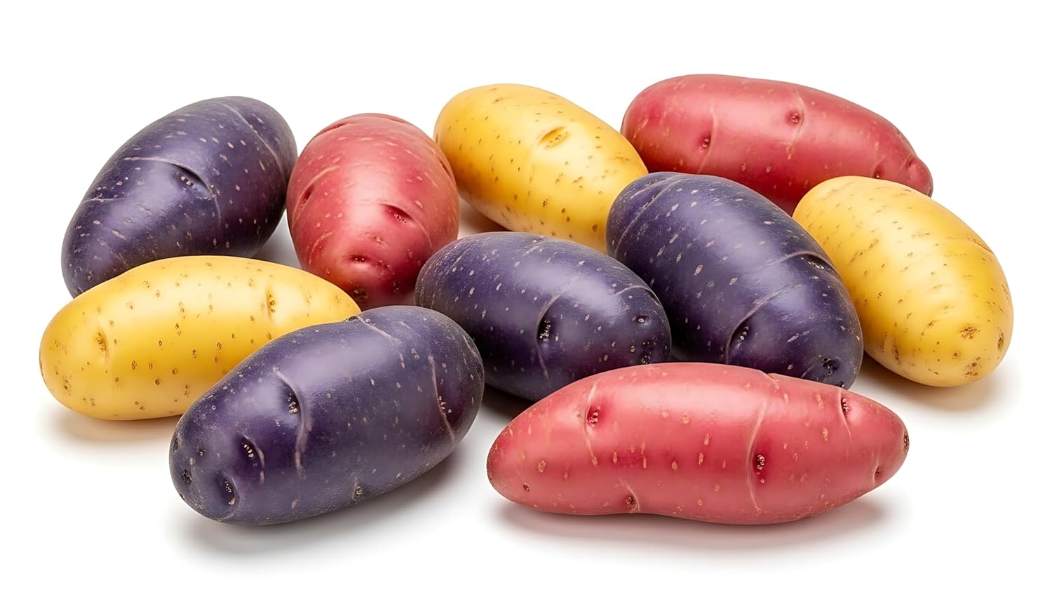 Fingerling Seed Potatoes Variety Pack | Red, Yellow & Purple Potatoes | Heirloom Mix for Home Gardens | Excellent Yield & Flavor | Non-GMO, Untreated (10 Pounds)