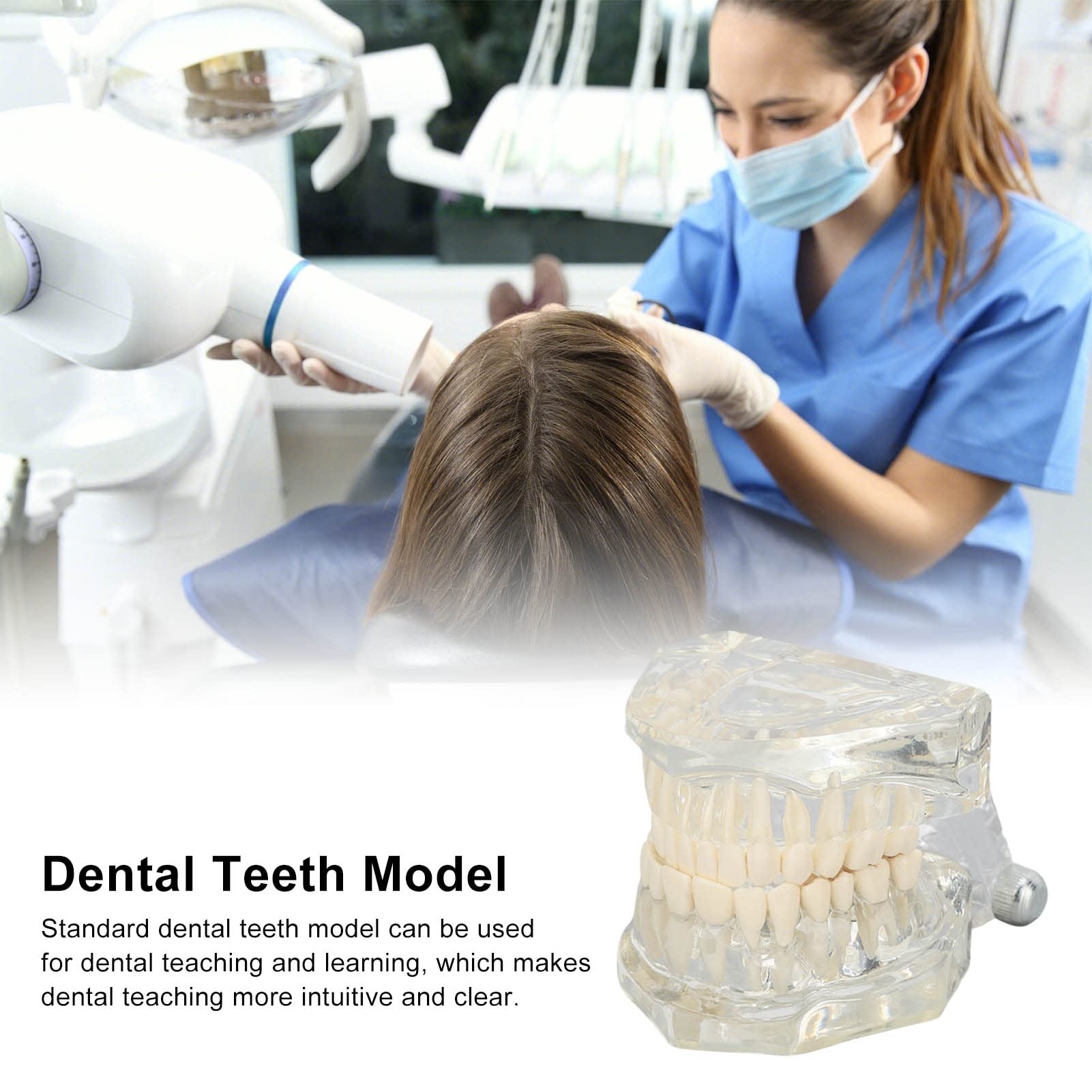 Tipodonto Oral Dental Modelo Educativo De Dientes De Estructura Clara Estándar Para Dentistas Profesores Estudiantes