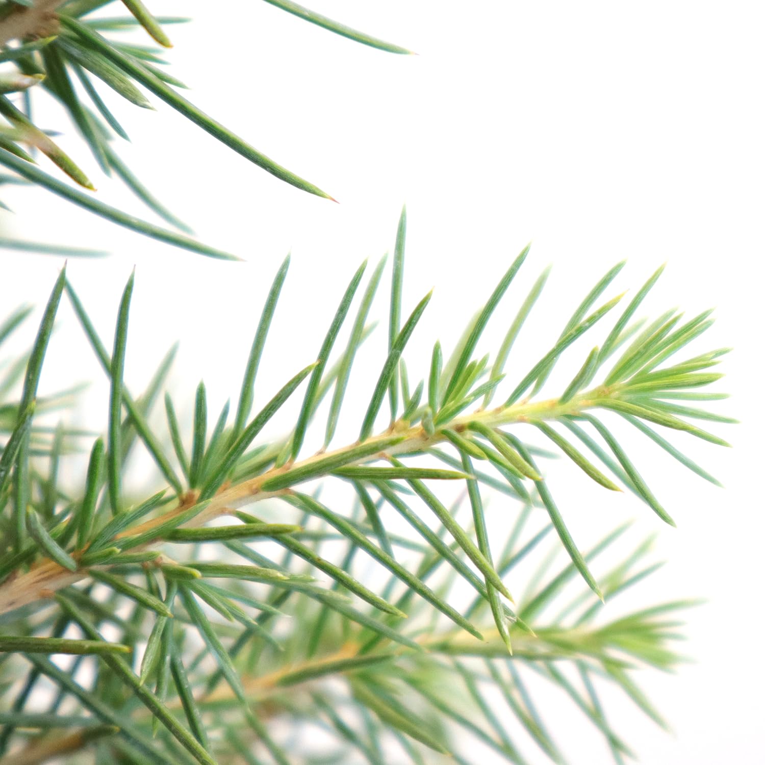 KENTIS - Bonsái Cedrus Libani - Cedro del Líbano - Planta Real Resistente de Exterior - Planta Ornamental - Maceta de Cerámica 21 cm