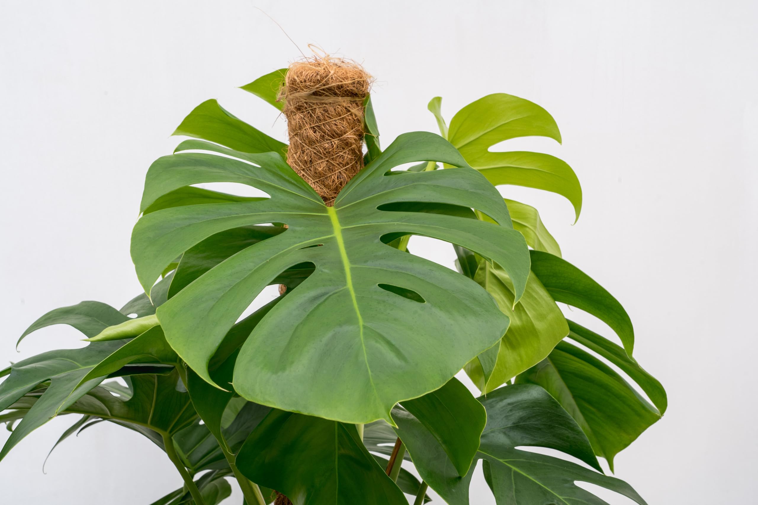 Trendyplants - Monstera Deliciosa - Lochpflanze - Zimmerpflanze - Hhe  140-160 cm - Topfgre 27cm : Amazon.de: Garten