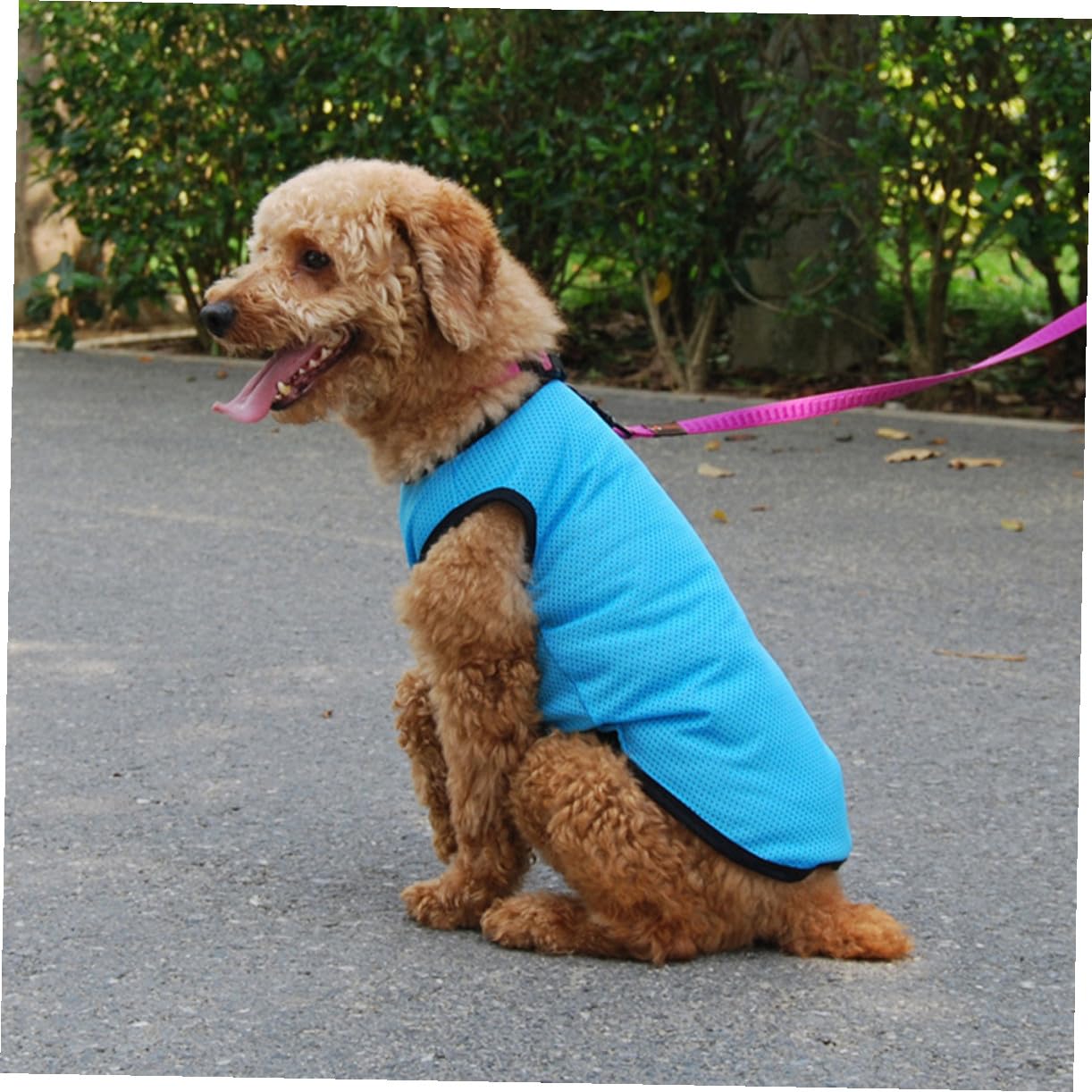 Angoily Gilet Refroidissant Respirant pour Chien Et Chat Vêtement Été Confortable Et Élégant pour Animaux De Compagnie pour Fêtes Et Photos