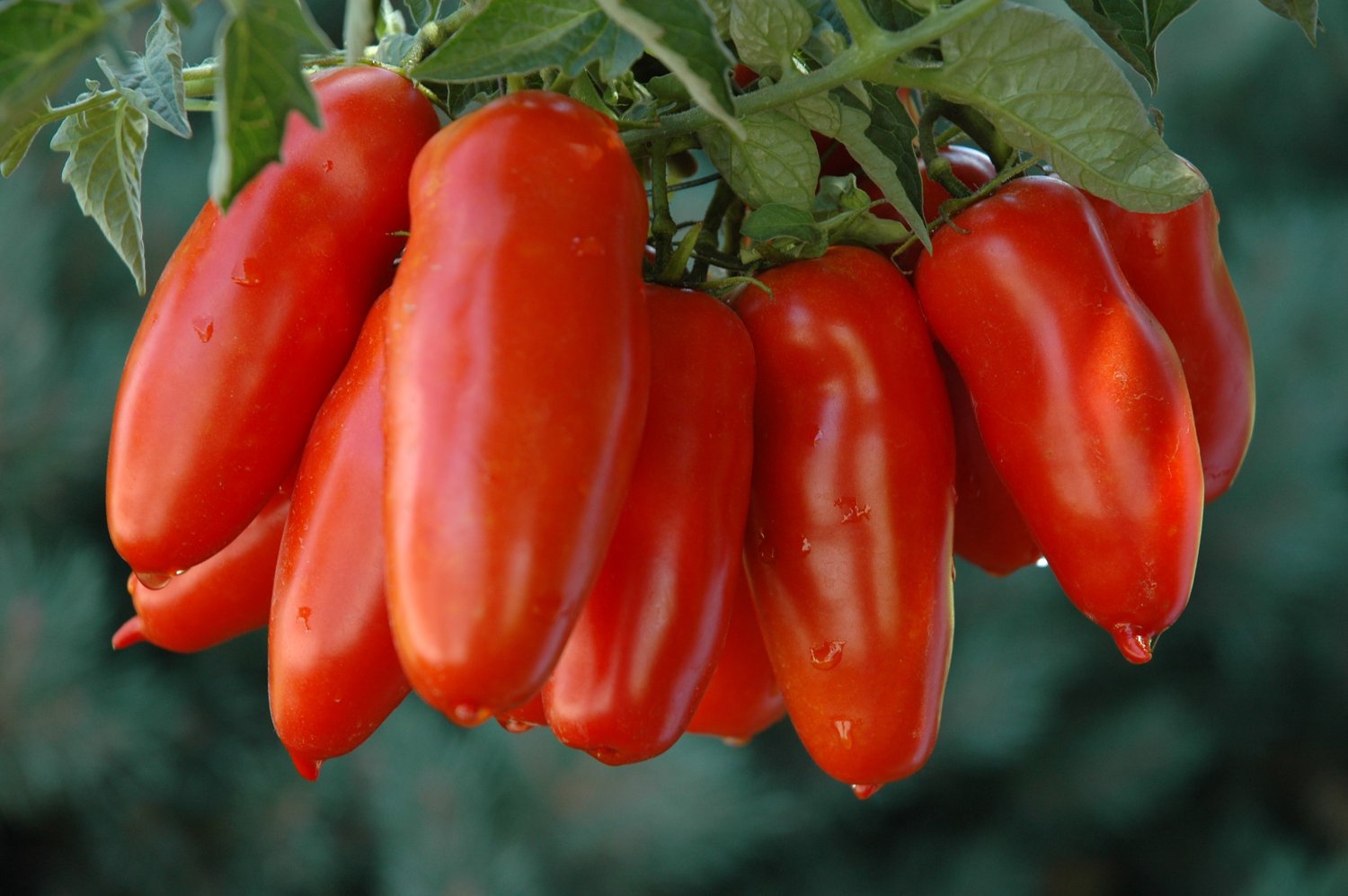 Tomato Heirloom San Marzano, 50 Seeds by Seedscare (B01DR0SOVQ) Amazon Price History, Amazon Price Tracker