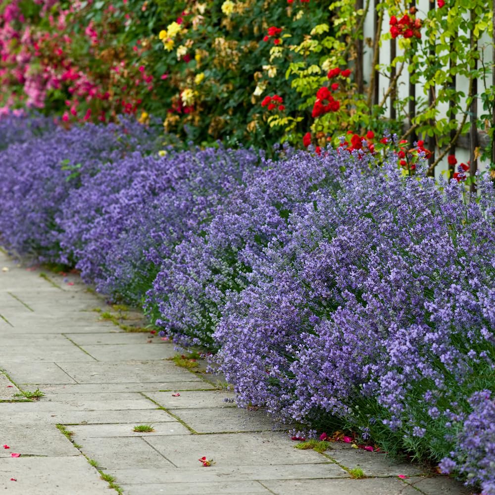 Yougarden English Lavender Hidcote Hedging Plant 12 Pack