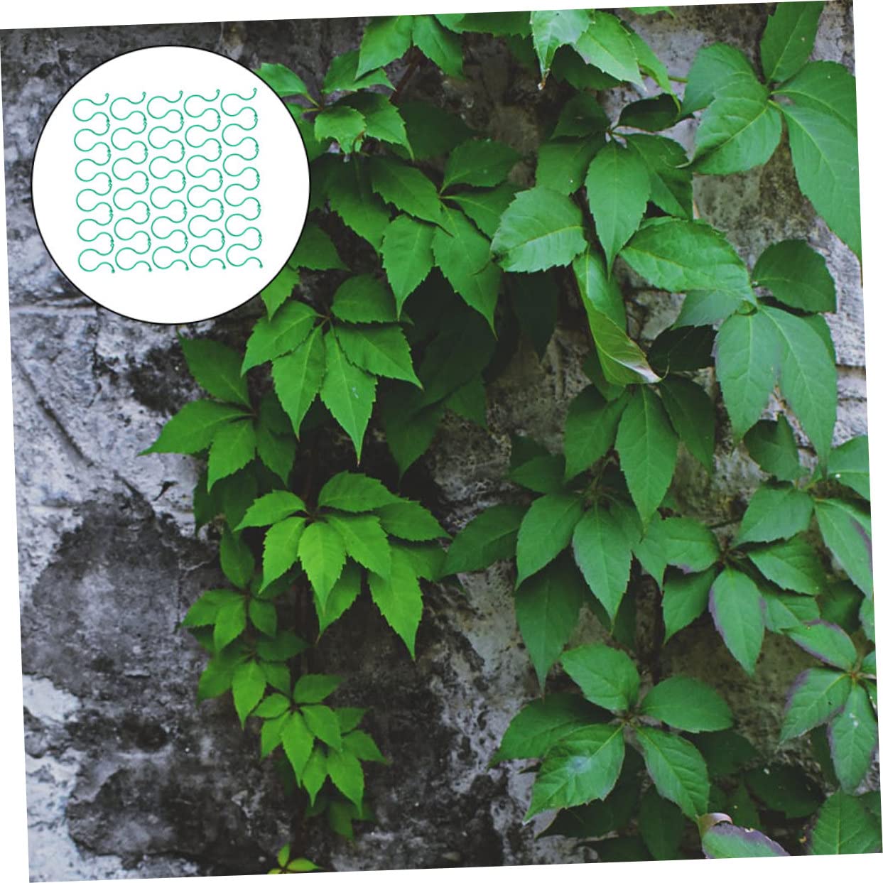 Supvox 5 Sätze Pflanzenclip Clips Für Gartenpflanzen Unterstützung Für Tomatenpflanzen Plant Clips Pflanzklammer Stützclips Für Pflanzenblumen Gartenschnalle Plastik Green 100 Stück * 5