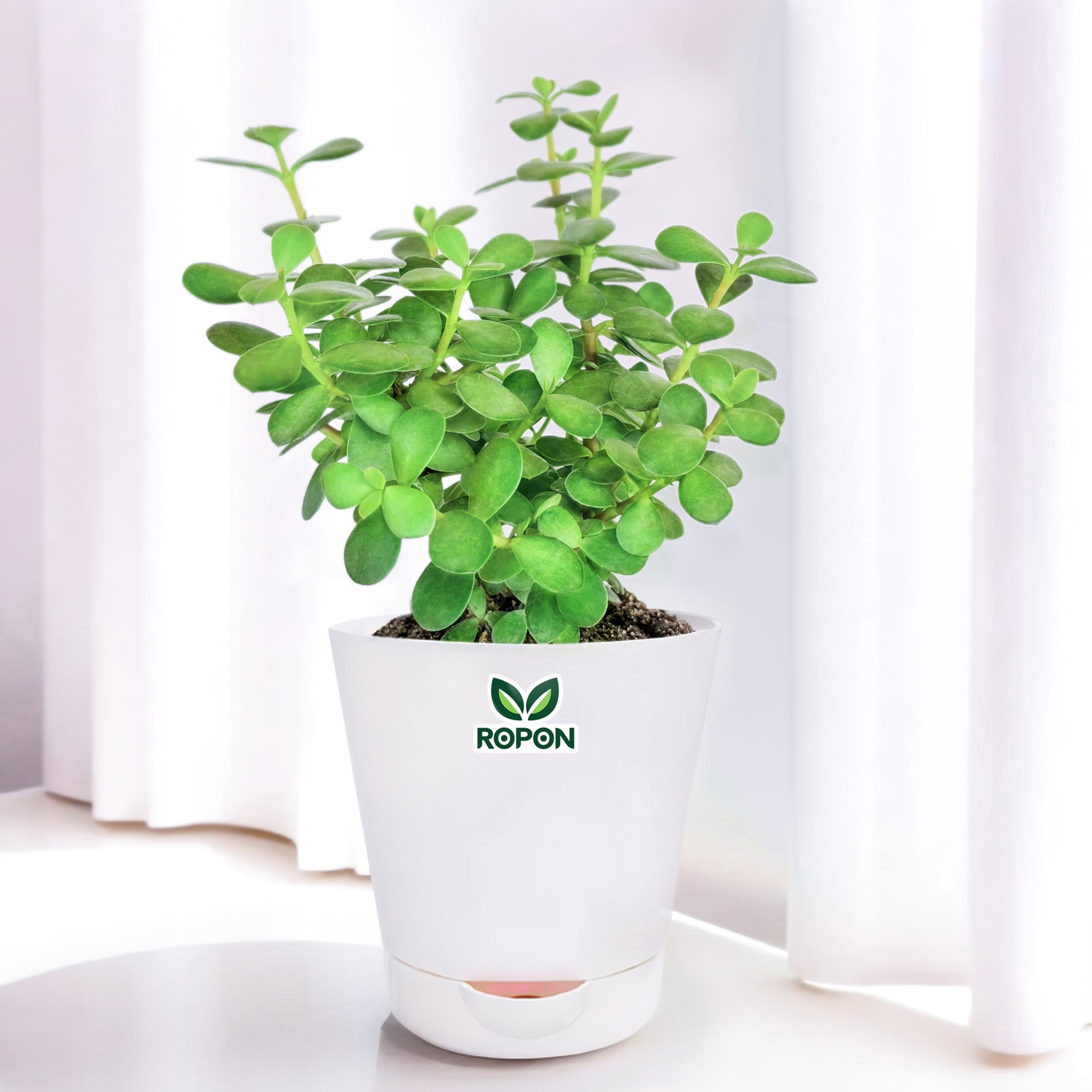 Jade Plant with White Self Watering Pot (B0D45VVL7N) Amazon Price History, Amazon Price Tracker