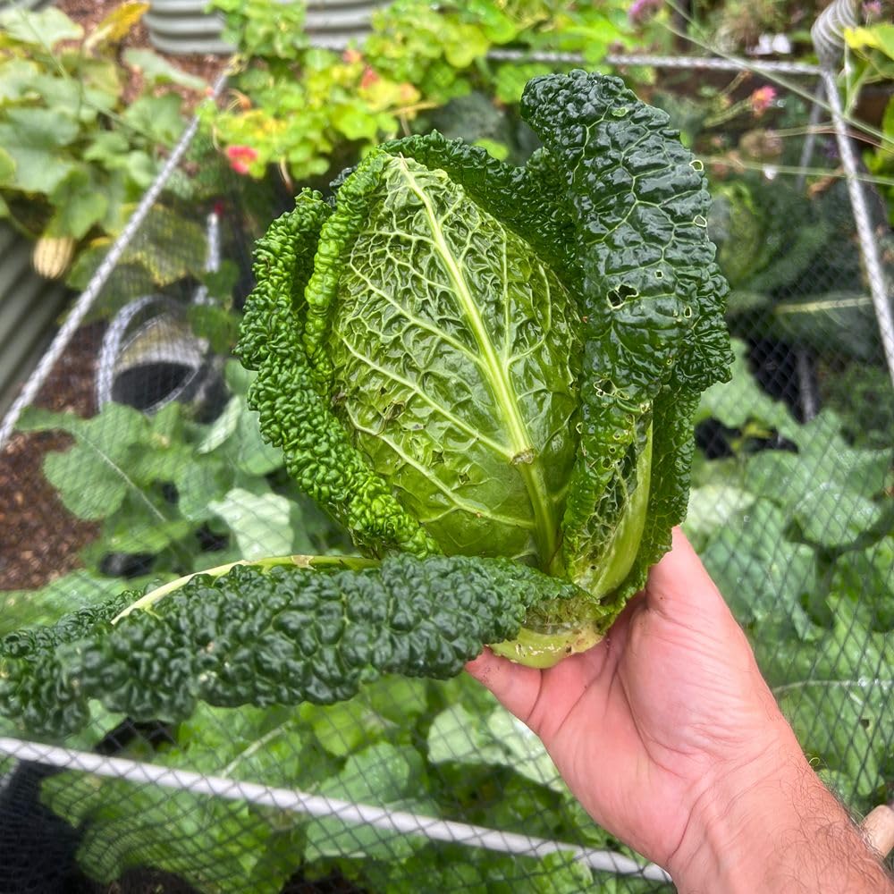 Cabbage ‘Stelvio’ – Sweet-Heart Savoy Hybrid – High-Yield, Disease-Resistant & Compact Vegetable Plant for UK Gardens - 6X Postiplugs by Thompson & Morgan