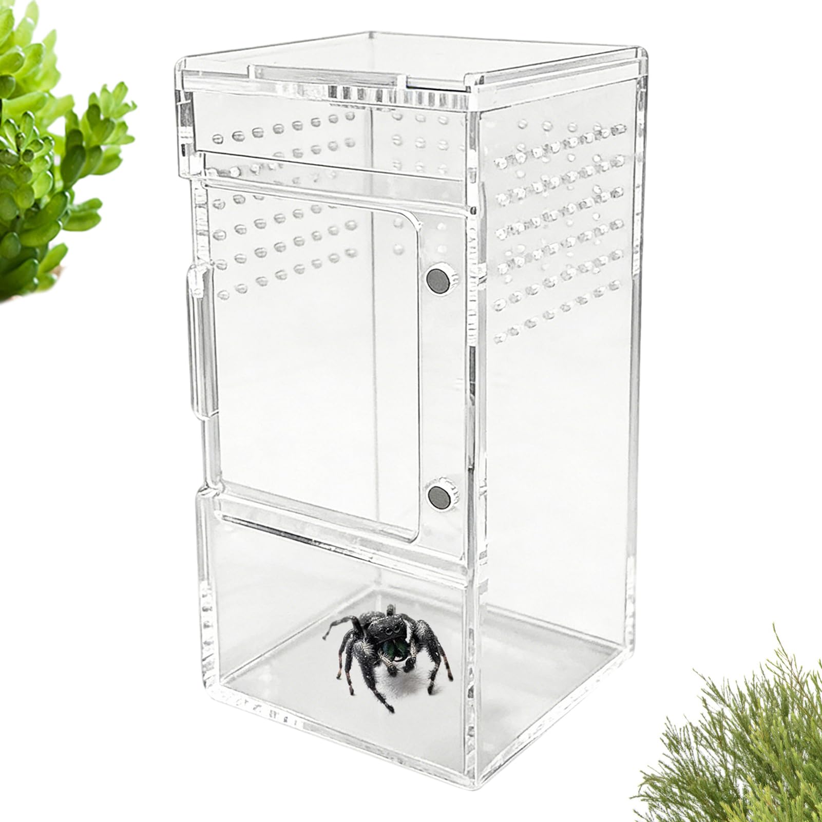 Terrarium pour araignées idéal pour observer vos geckos sur votre bureau