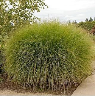 Miscanthus Gracillimus Ornamental Grass 12-18