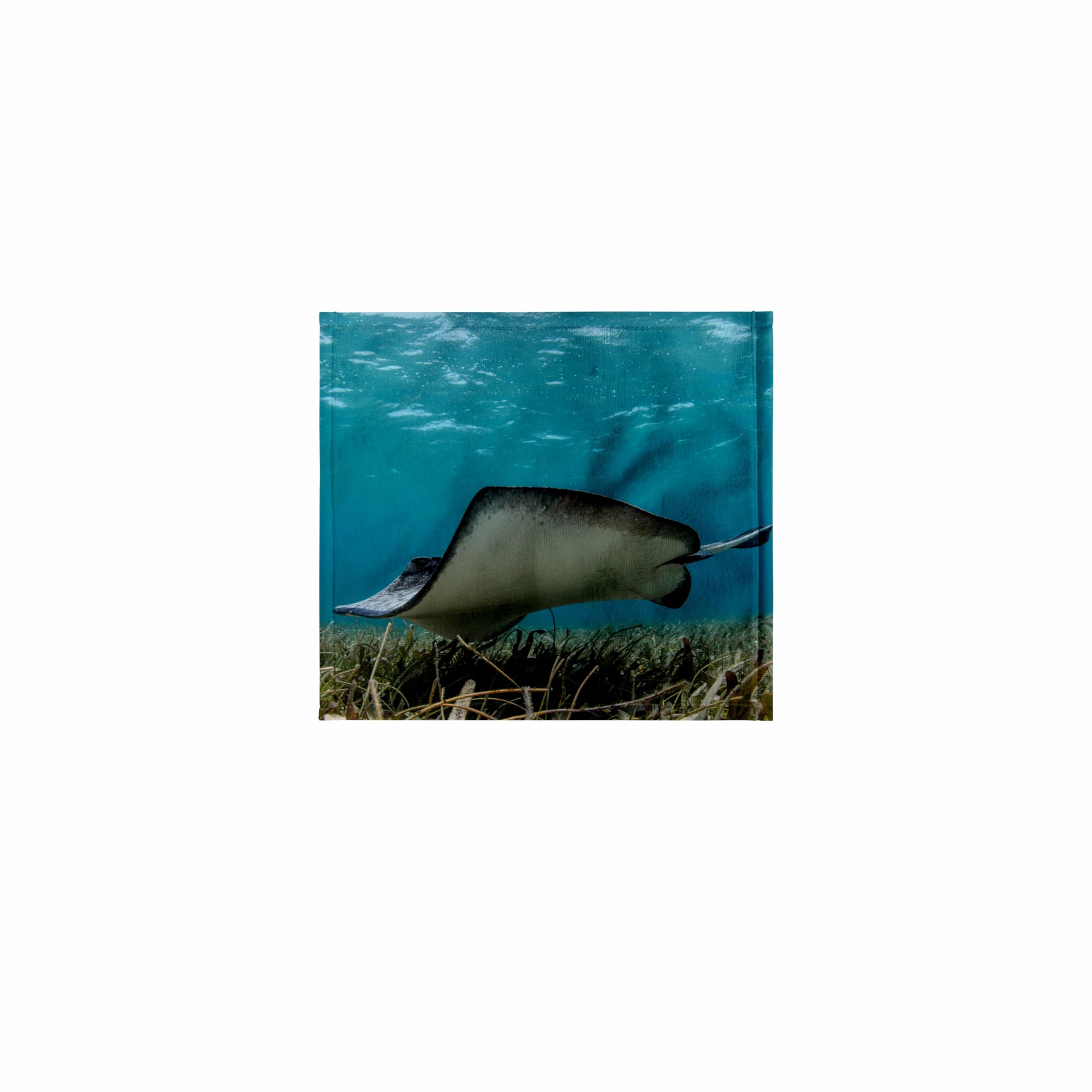 3dRose 11x12 Wash Cloth for Face and Body - Southern Stingray, Belize Barrier Reef, Belize Belize