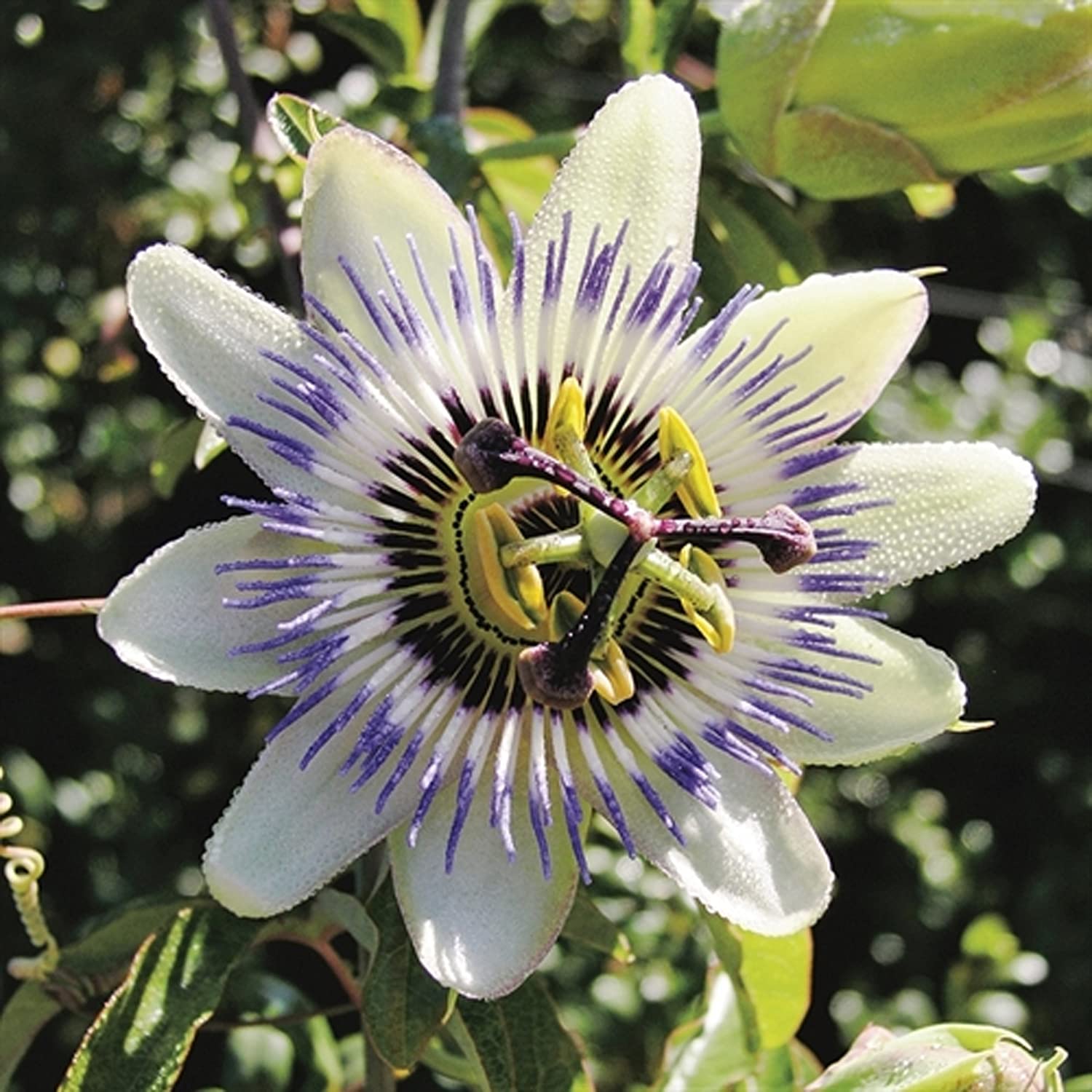 Mr Fothergills - Flower - RHS Passion Flower - 50 Seeds