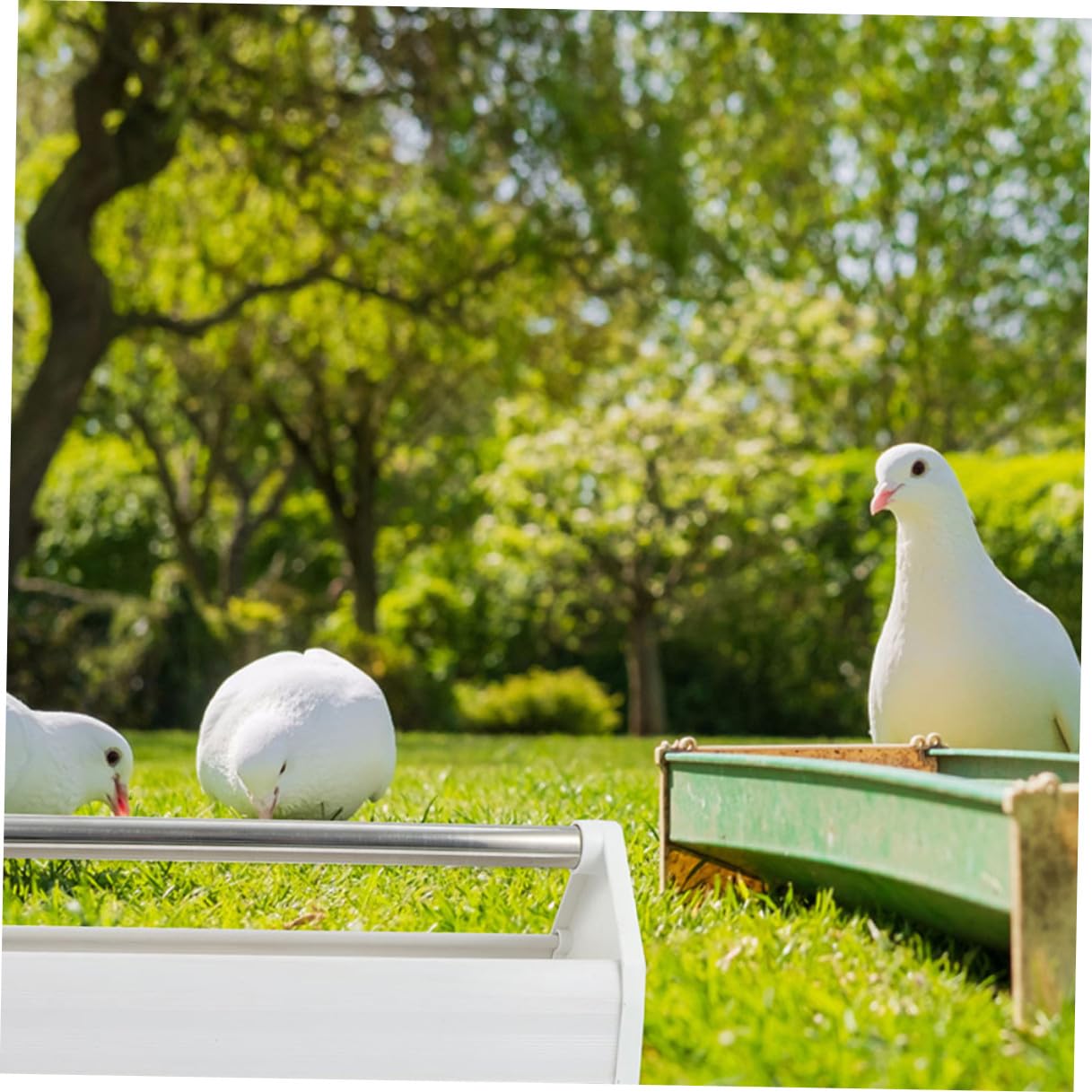FRCOLOR Mangeoires pour Pigeons Distributeur de Nourriture Plastique et Acier Inoxydable 40 Cm Lot de 2 Alimentation Oiseaux Petits Oiseaux Cage