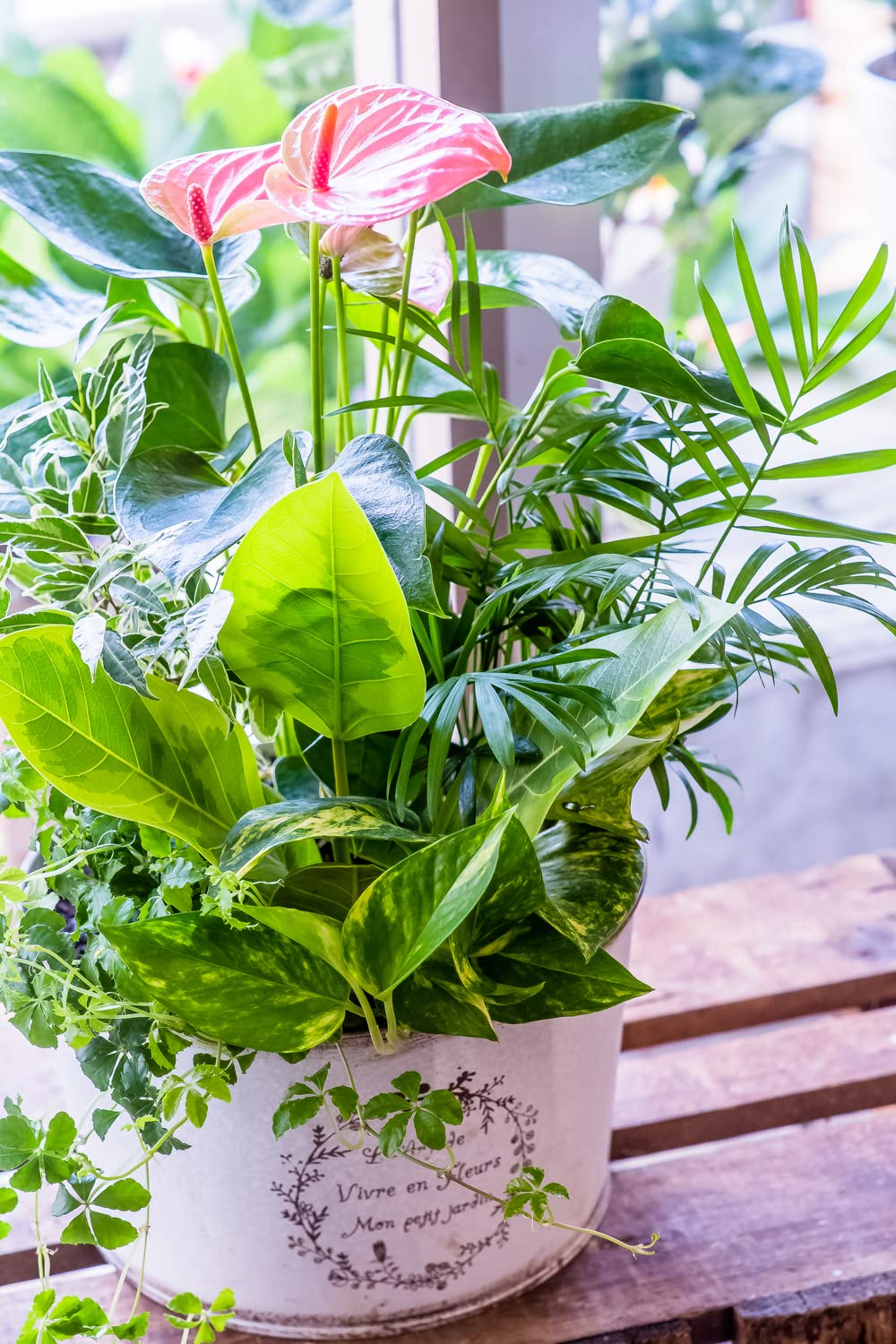 Amazon｜かわいいブリキポットに寄せ植えされた観葉植物の寄せ植え