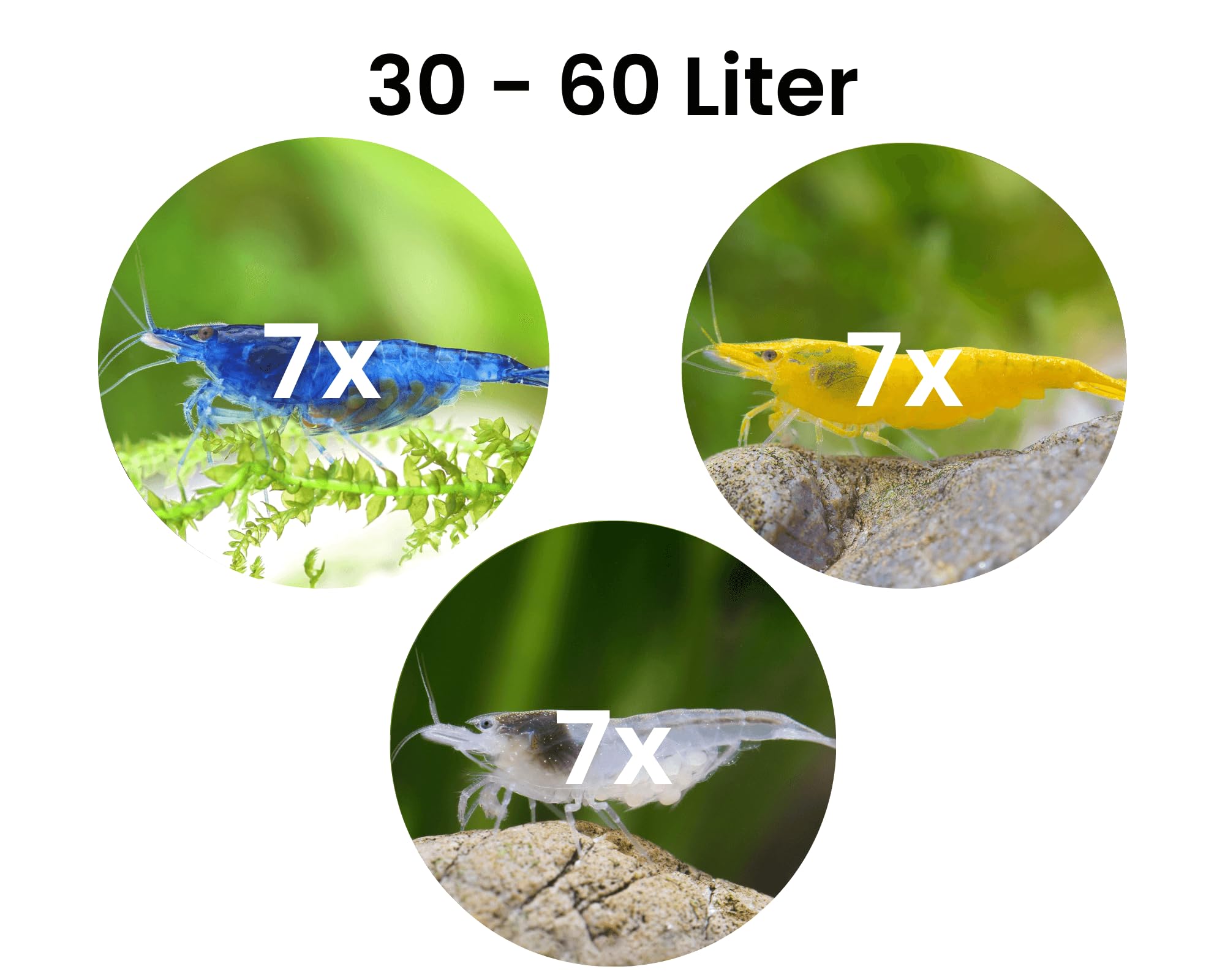 Garnelen Set für Leitungswasser & hartes Wasser - Blue Dream, Yellow Fire, White Pearl & Amanogarnele - Pflegeleichte Neocaridina Garnelen für Anfänger im Aquarium - 30-60L