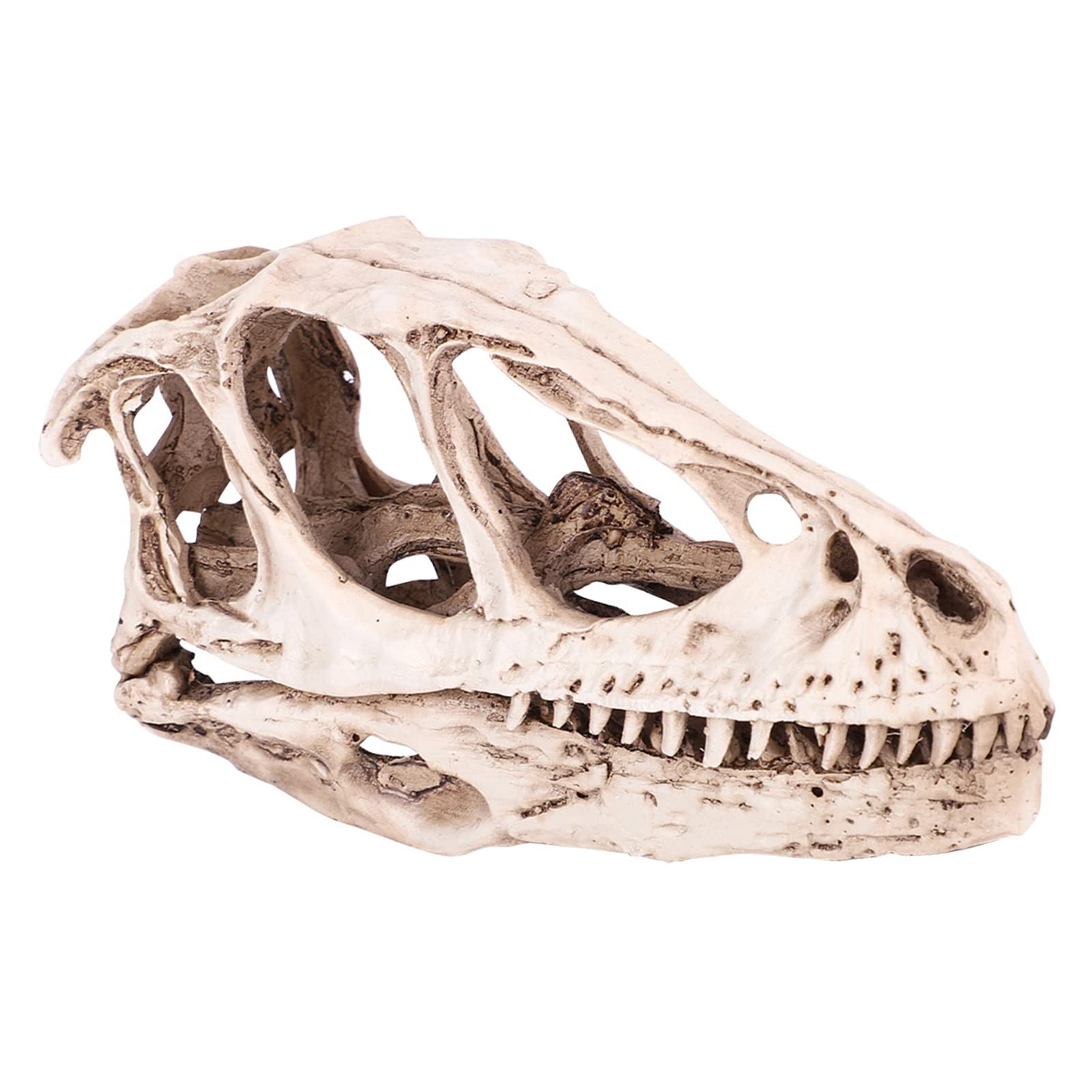 Srliya Grand Modèle de Crâne de Dinosaure 18 × 11 × 9, Modèle de Crâne de Dinosaure en Gomme, Simulation de Squelette d'animal, Décor Artisanal, Accessoire D'enseignement