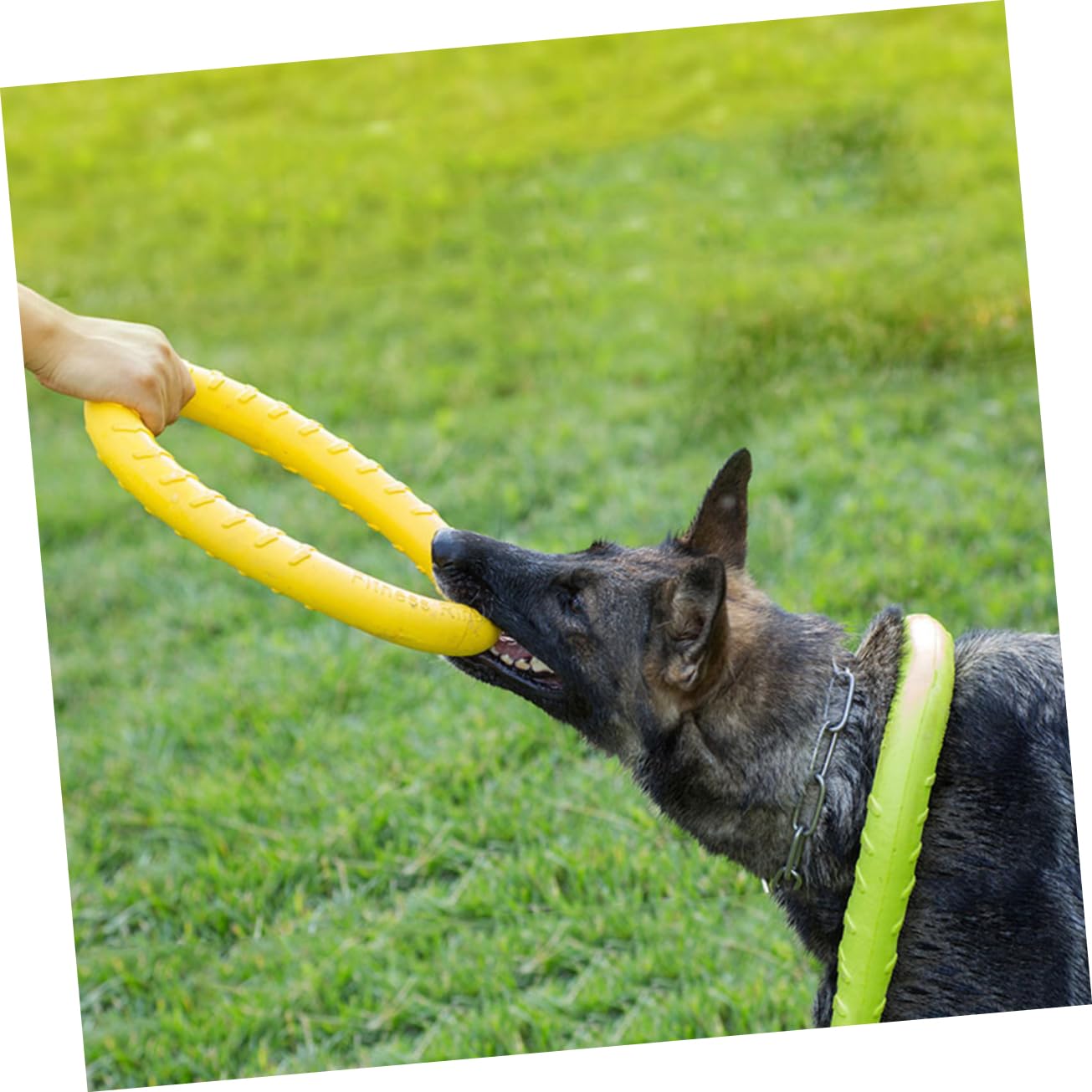 FRCOLOR 2 Uds Dogman Juguetes Juguetes para Mascotas Juguetes para Masticar Perro Anillo para Mascotas Juguete Eva Perro Masticar Juguete Mordedura De Perro Juguetes Perro Cuidado Dental