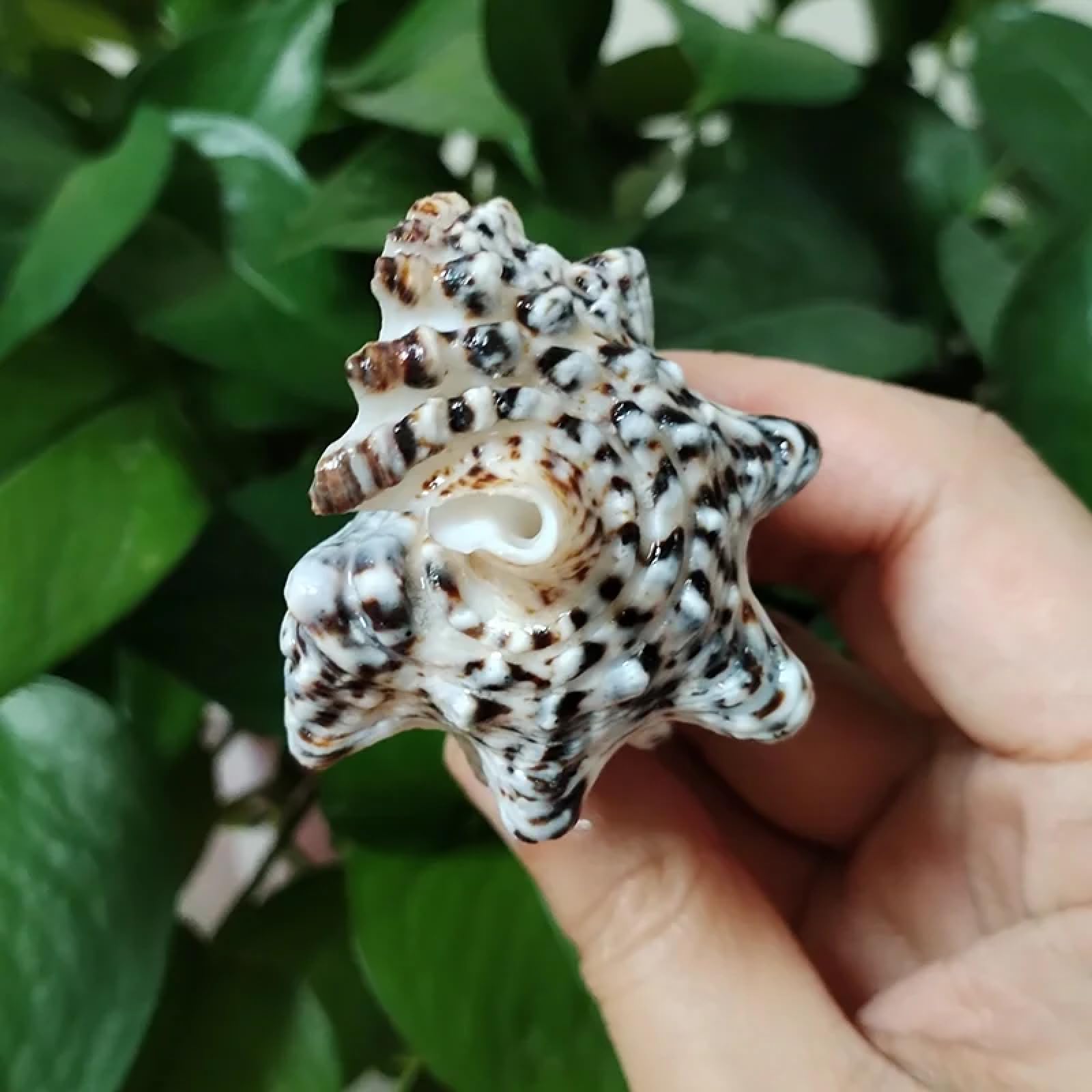 Conchiglie per artigianato, 1 pezzo, 8-10 cm, rara torre di lumaca, turritella, conchiglie naturali per matrimoni, casa, acquari, decorazioni da tavolo, feste, ornamenti artigianali