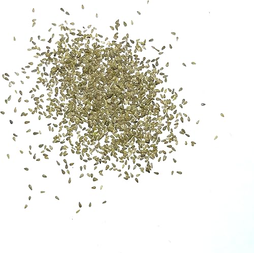 Miniatura 4 de Seed Needs, English Daisy Seeds - 1000 semillas tradicionales para plantar Bellis perennis, flores blancas, plantas con flores perennes para un