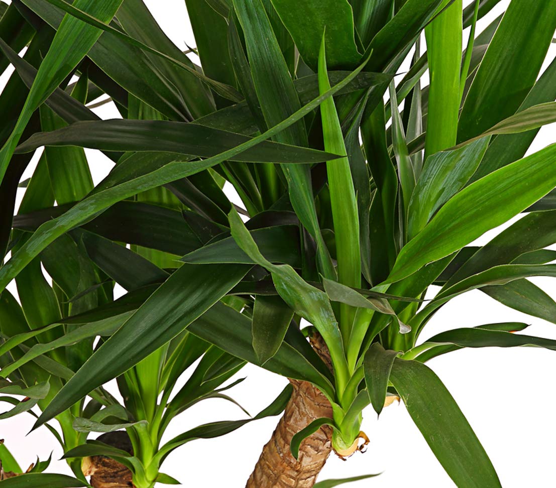 sansevieria garten Sansevieria platinum Mikado – Secret Garden Plant Shop
