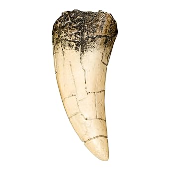 Skulls Unlimited Tyrannosaurus Rex Dinosaur Tooth (Recreation)