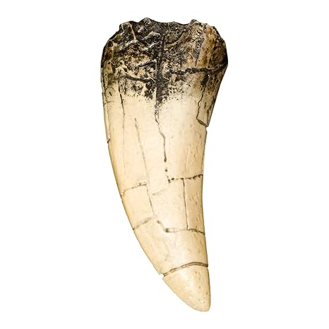 Skulls Unlimited Tyrannosaurus Rex Dinosaur Tooth (Recreation)