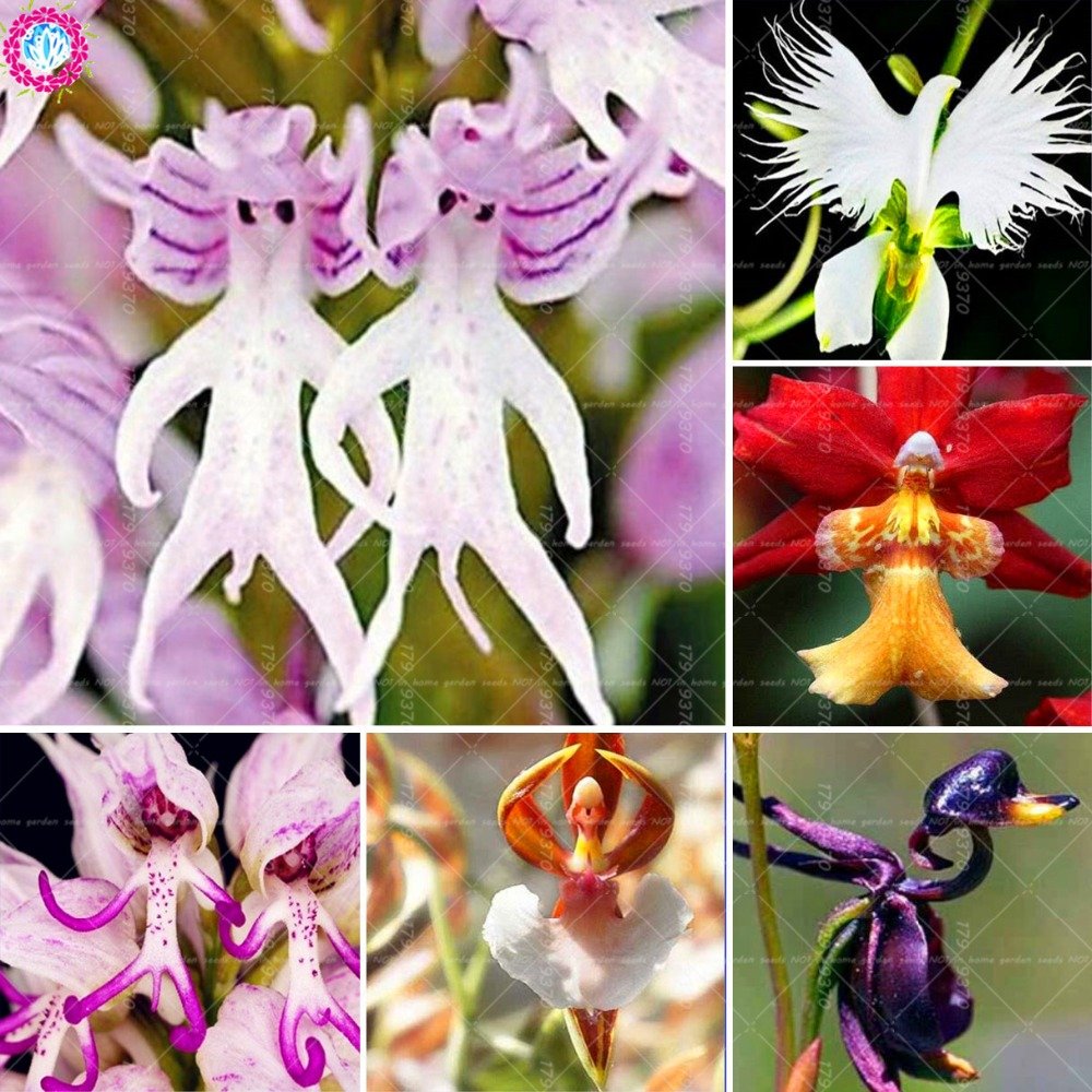 Graines D'Orchidée Chat - 100 Graines Fleurs Vivaces à Planter Intérieur Extérieur - Attirent Pollinisateurs