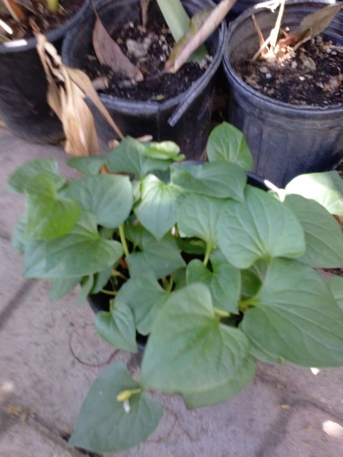 Fish Mint - 6 Plants in ONE 3" Pot