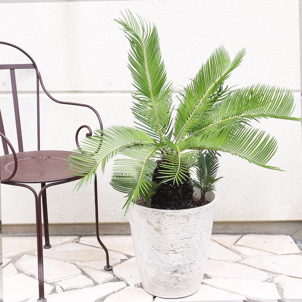 Amazon｜観葉植物 大型 ソテツ 選べる樹形 現品 選べるサイズ 10号 11