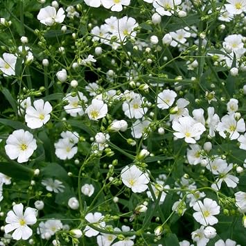 Babys Breath Gypsophila paniculata - Packet of 50 Seeds