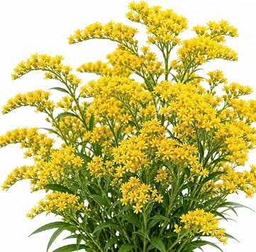 Stiff Goldenrod Seeds for Planting, 3000+ Seeds, Solidago Rigida Perennial Wildflower Seeds, Yellow Native Flower Seeds for Pollinator Garden, Meadow & Landscape