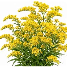 Stiff Goldenrod Seeds for Planting, 3000+ Seeds, Solidago Rigida Perennial Wildflower Seeds, Yellow Native Flower Seeds for Pollinator Garden, Meadow & Landscape