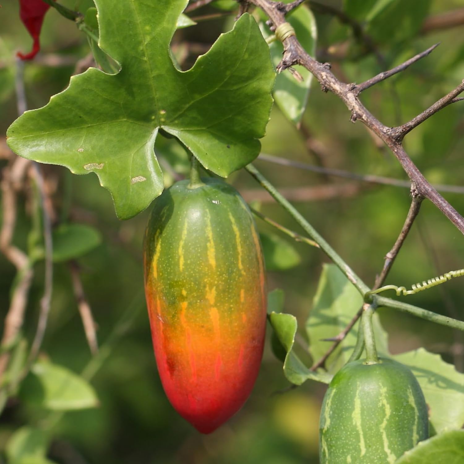 Hug A Plant | Koval Stem/Ivy Gourd (Coccinia grandis) Fruit/Ornamental Live Plant (Home & Garden) (B0C81THLF2) Amazon Price History, Amazon Price Tracker