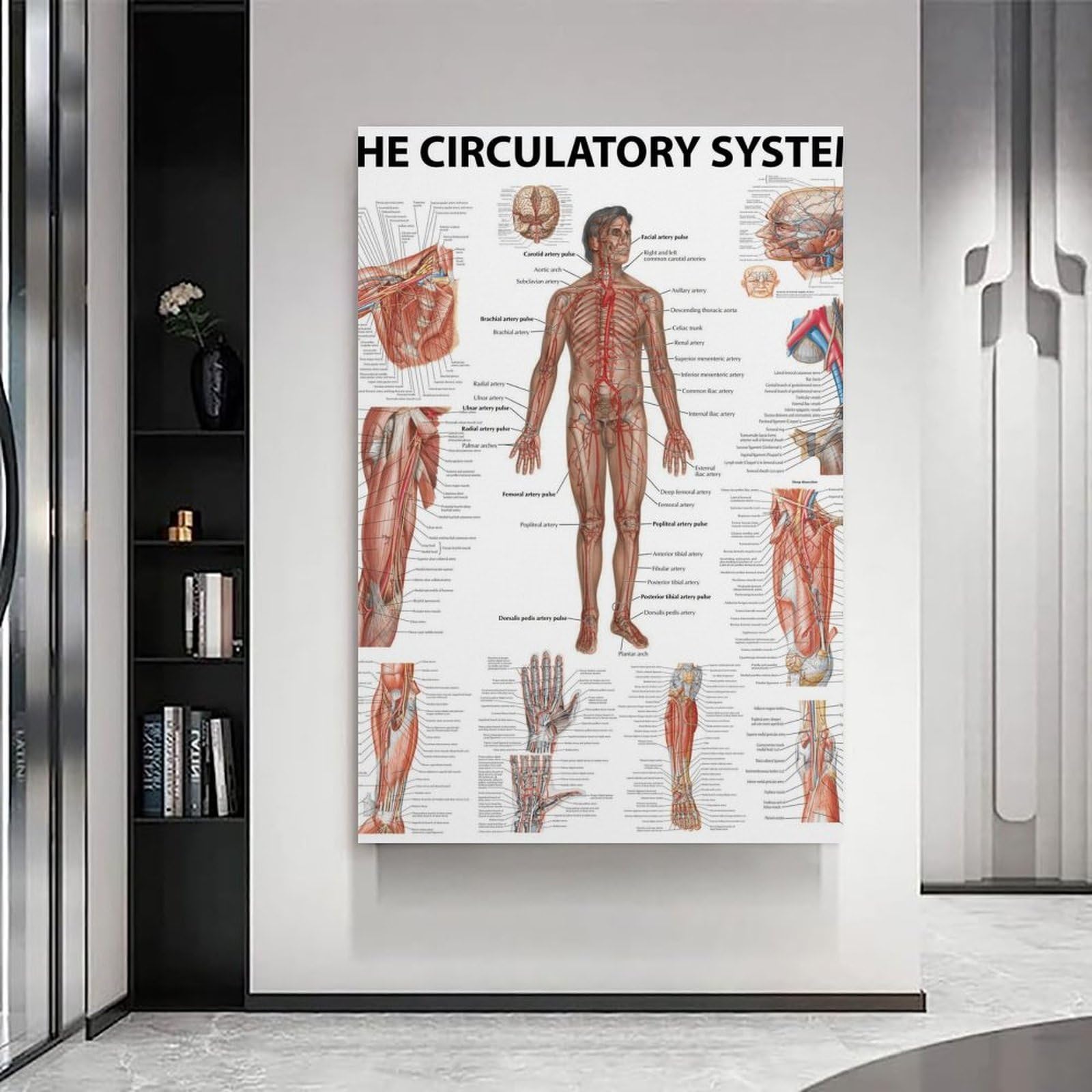 The Human Circulatory System nowoczesne wydruki na płótnie, obrazy dekoracyjne do pokoju chłopca lub dziewczynki, obrazy ścienne do salonu i obrazów z motywami świątecznymi, 30 x 40 cm