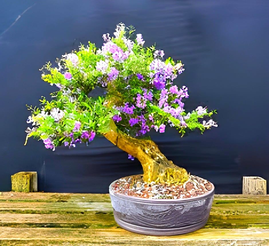 Hidden Enterprise Wonderfull Home Garden Bonsai Vietnamese Bluebell Plant Tree.For beautifull Outdoor Indoor Healthy Beautifull Flower.Pack Of 01 (B0D5BY5565) Amazon Price History, Amazon Price Tracker