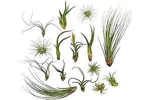 Live Tillandsia Air Plants, Regular 1-3" - 15ct - Live Arrival Guaranteed,...