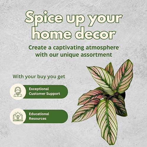 Miniatura 6 de BubbleBlooms Calathea - Juego surtido de macetas de 4 pulgadas, juego de 3, variedad de plantas de oración, grandes plantas de interior, serpiente