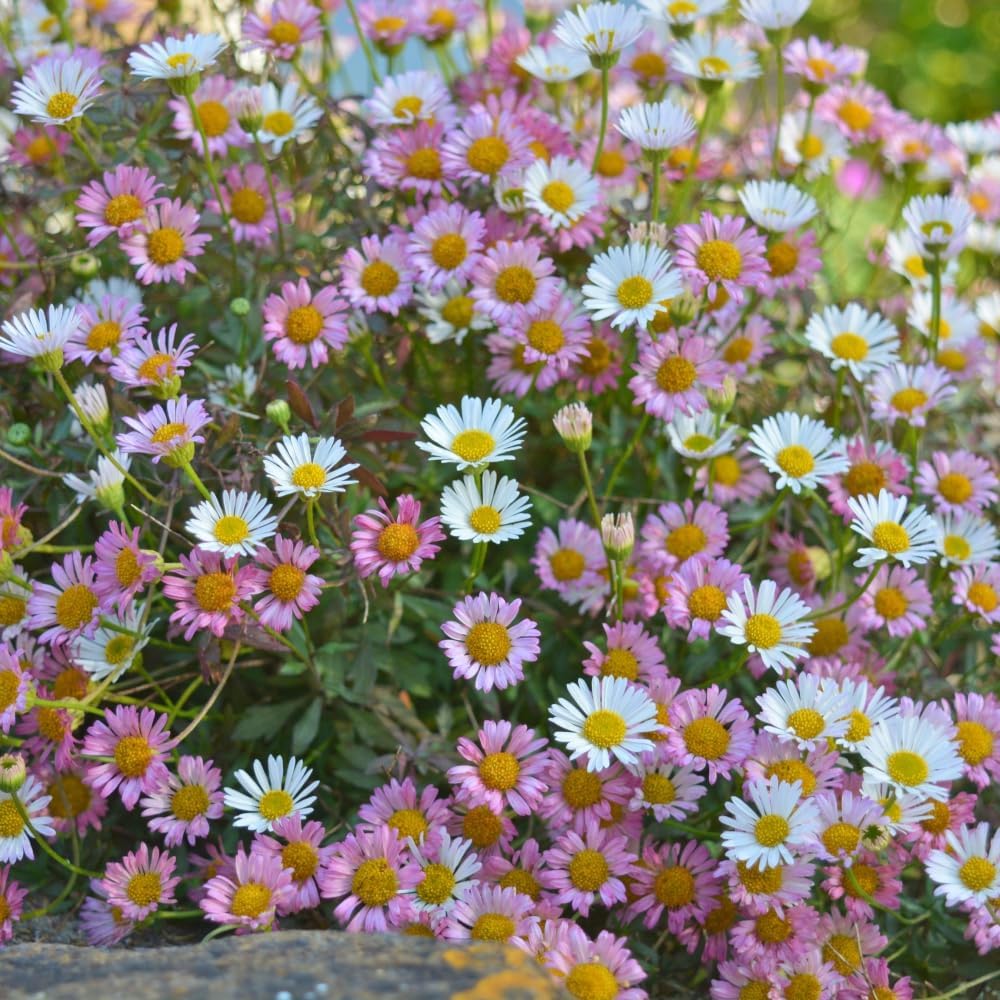 Erigeron Stallone Garden Ready Perennial Plants - Weed Suppressing Ground Cover with Two-Toned Daisy Flowers 12 x Garden Ready Plants Thompson & Morgan
