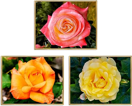 The Virtue of God Impresiones fotográficas, juego de 3 imágenes horizontales de la flor de rosas, lienzo sin marco, tamaños de 10 x 8 a 20 x 16