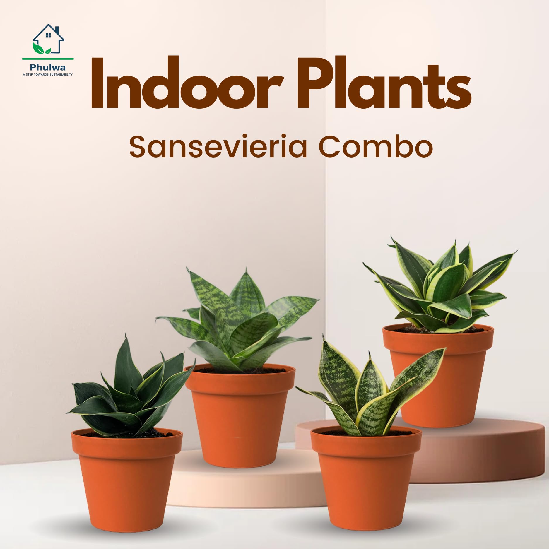Phulwa Combo of Sansevieria- Snake Succulent green Live Plant With Pot, Home & Garden, Air Purifying, indoor & Outdoor Decoration, Pack of 4 (B0C7N1613S) Amazon Price History, Amazon Price Tracker