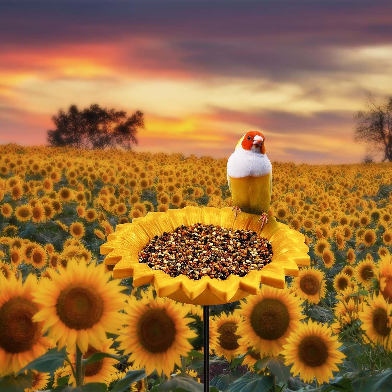 Bebedero para pájaros, Comedero for pájaros de Girasol Baños for for Exteriores