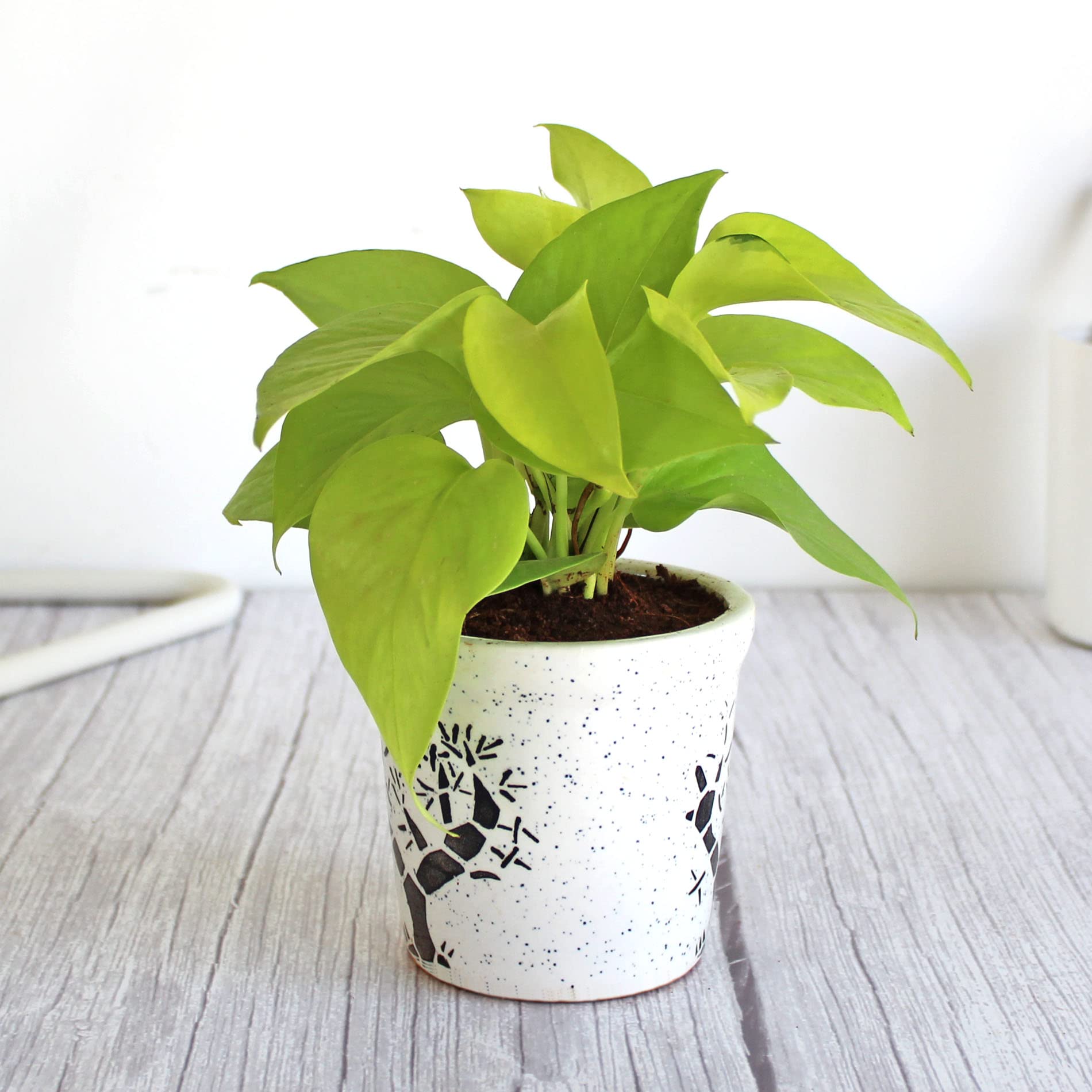Rolling Nature Good Luck Air Purifying Live Golden Money Plant in White Jar Aroez Ceramic Pot