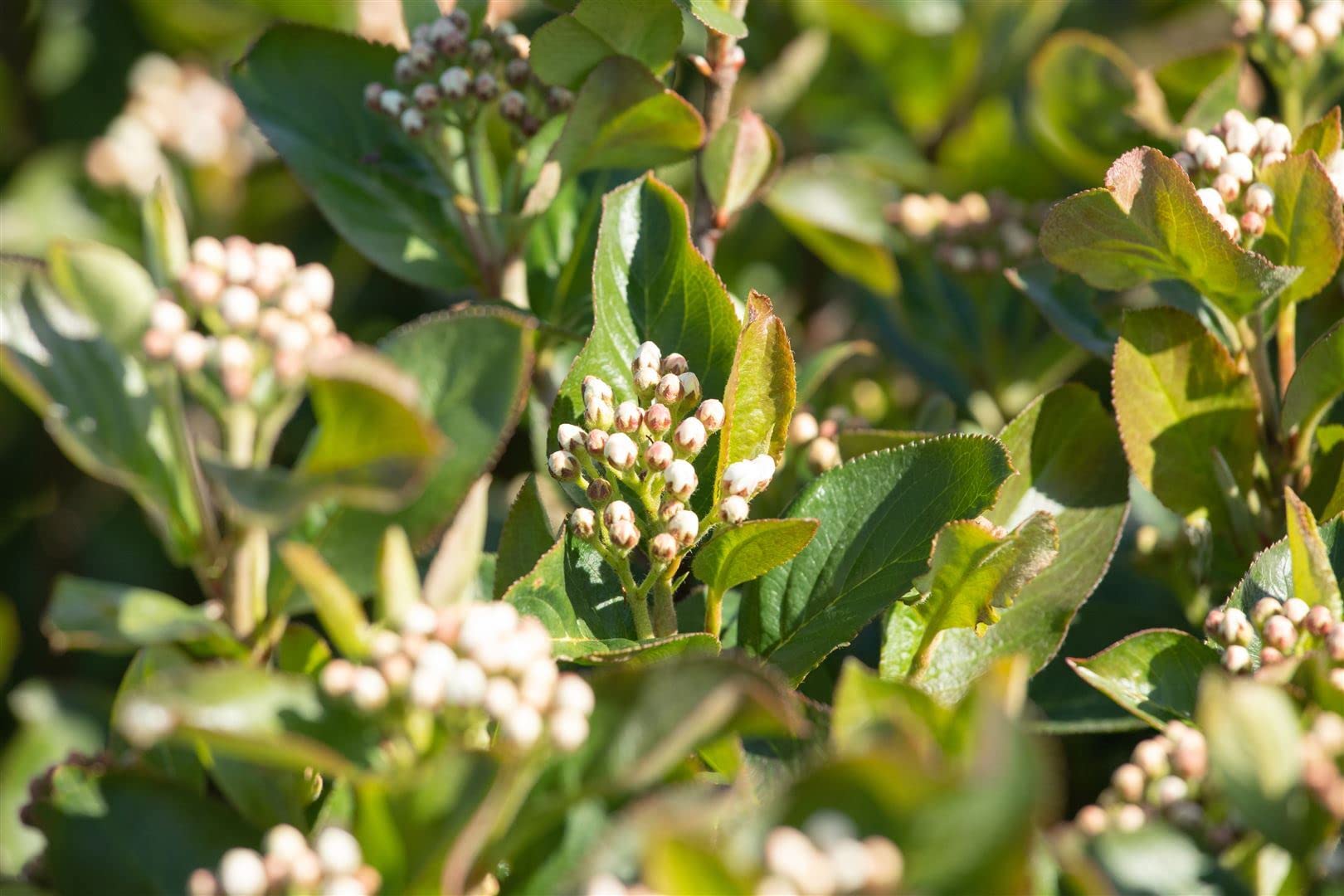 Apfelbeere Aronia melanocarpa Aron 125-150 cm winterhart Heckenpflanze