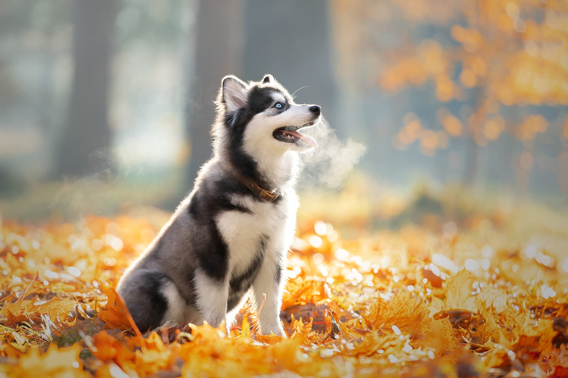 Nuovo 5D fai da te pittura diamante Husky diamante ricamo animale punto croce pieno quadrato rotondo trapano artigianato decorazioni per la casa