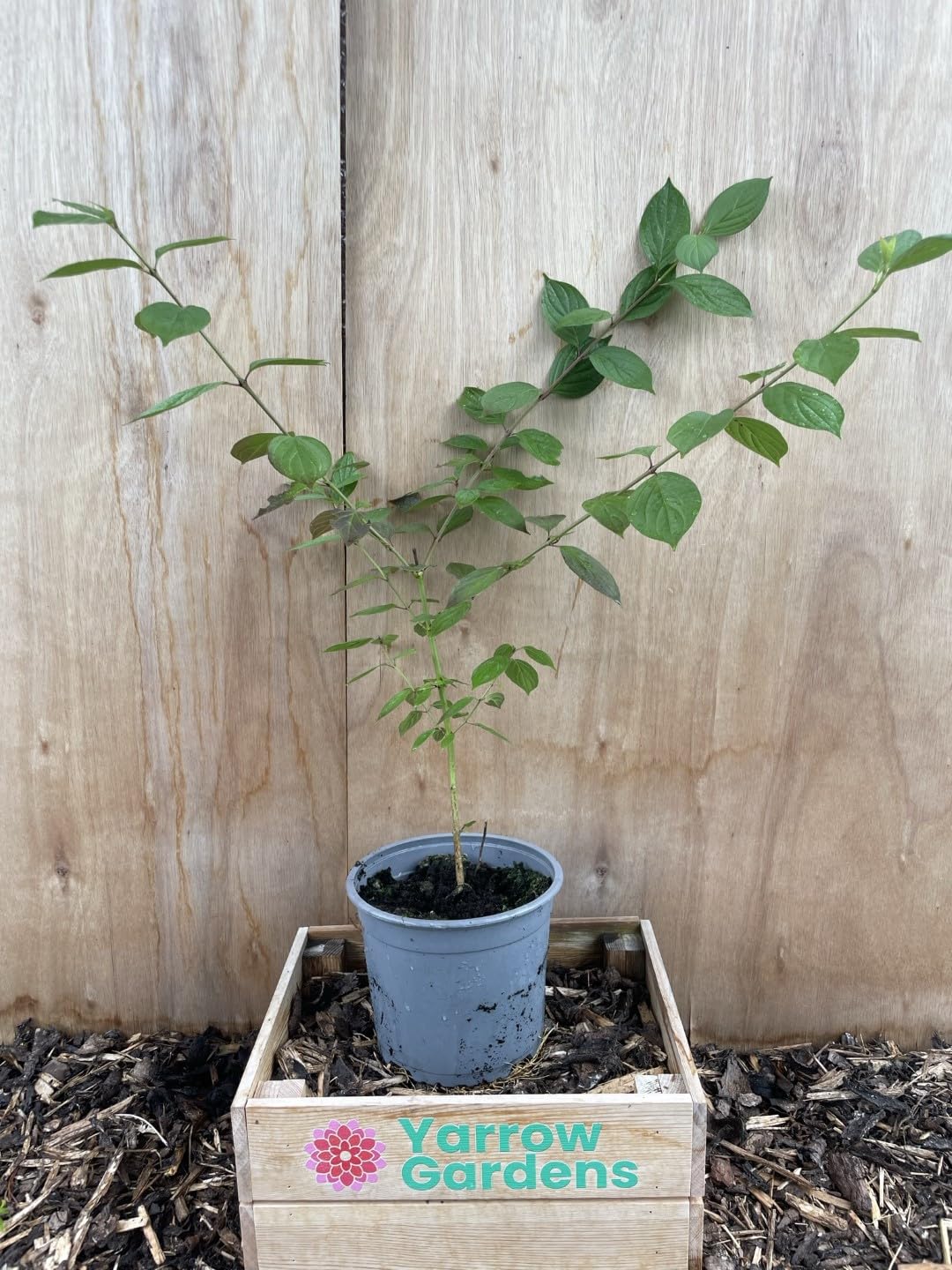 Cornelian Cherry 40/60cm (2L) - Cornus mas - Early Flowering Shrub, Edible