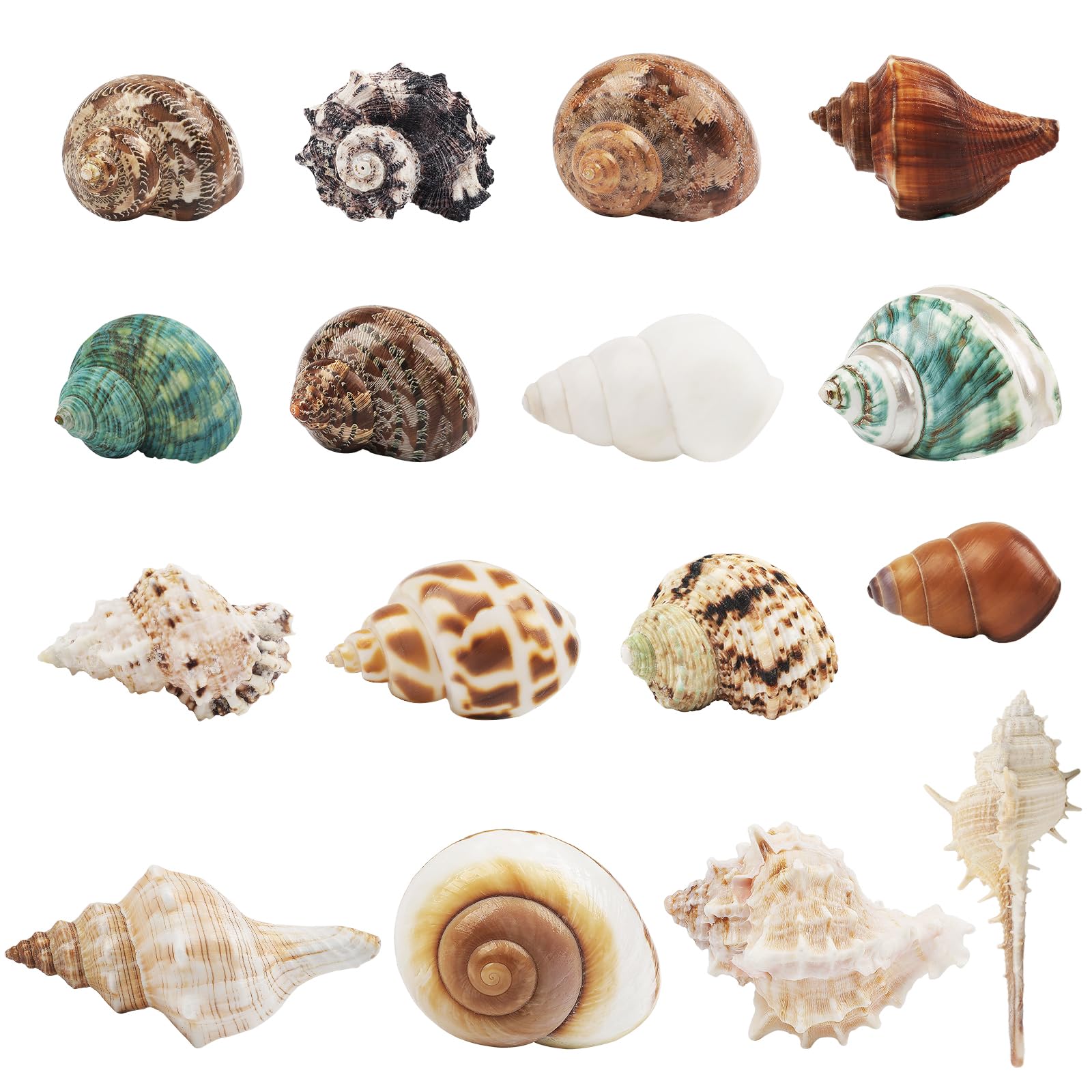 16 PCS Hermit Crab Shells - 16 Kind Natural Sea Conch Shells Size 1.4" - 4.5" Medium and Large Turbo Seashells for Hermit Crab Supplies Fish Tank Home Decor