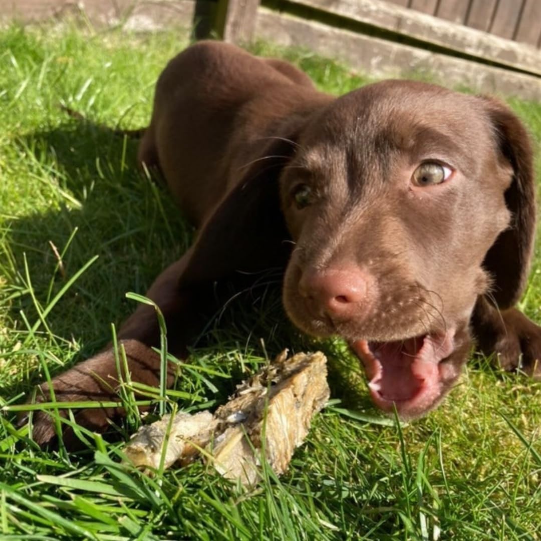 CHOMP & CHEW - Image 2