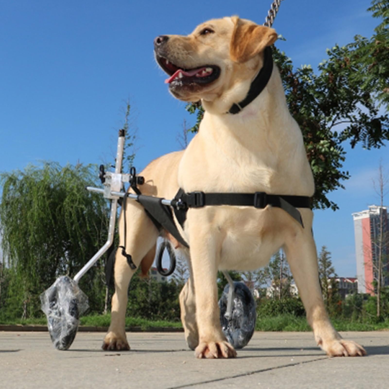 Fauteuil roulant pour chien et chariot de marche pour les promenades en forêt