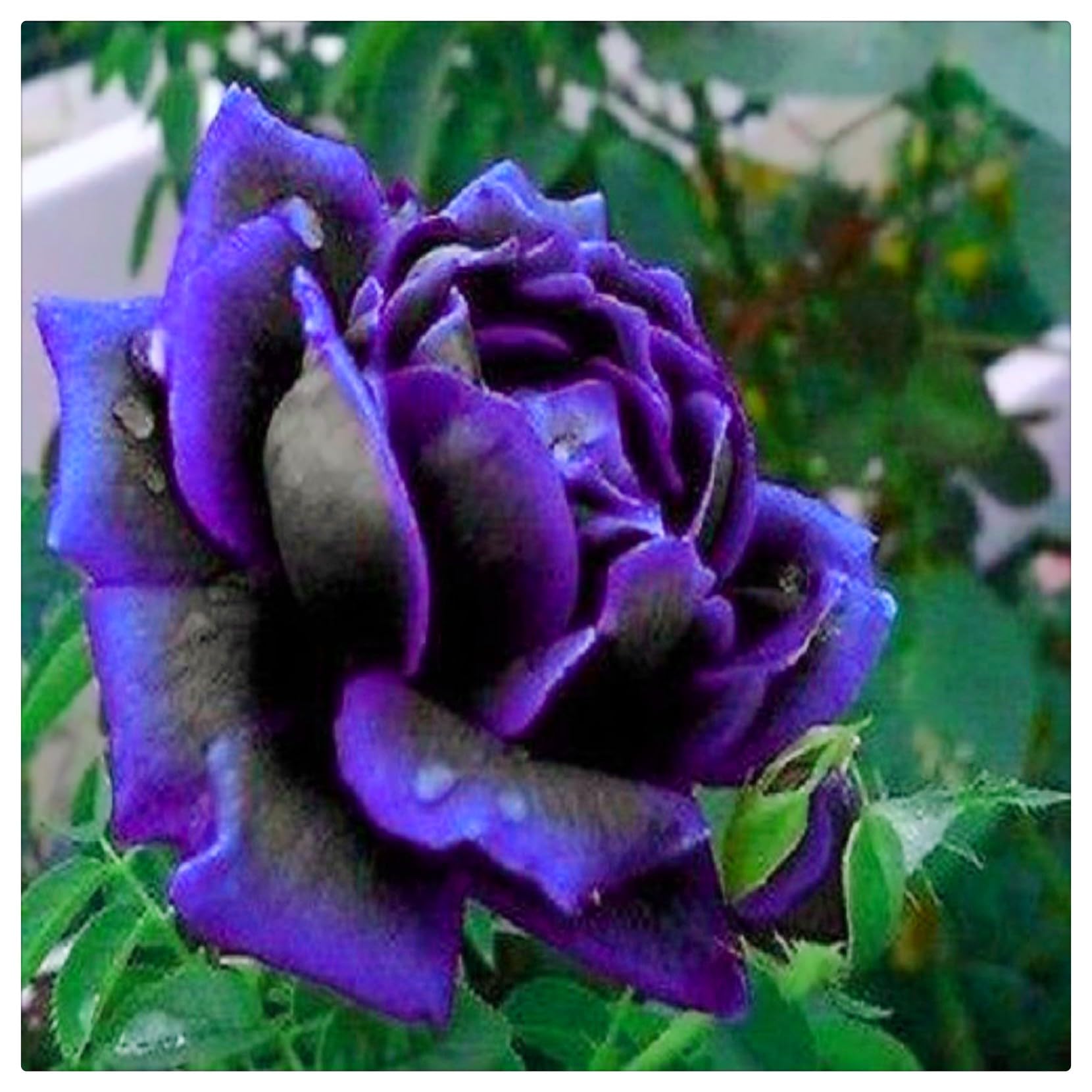 Double Rose Rhizome，Flowering Rhizome，Excellent Display, Suitable,Easy to Plant，Wedding Flowers, Good for Containers-4 Roots-A